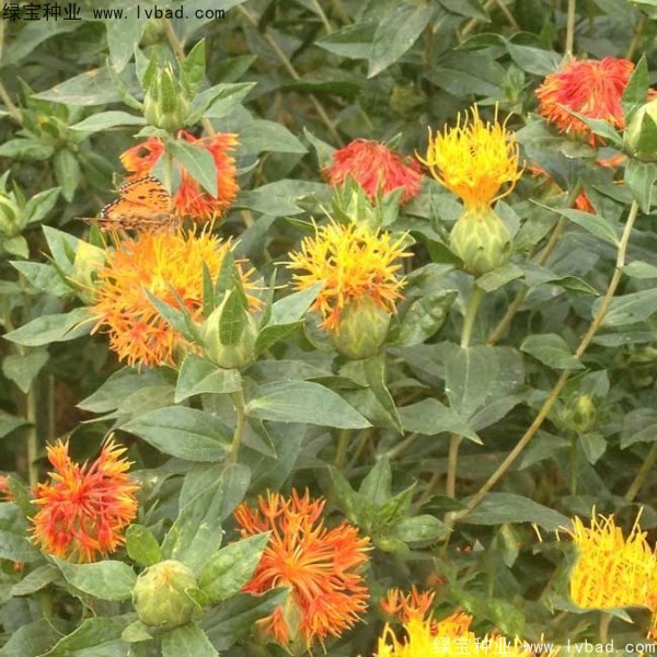 <a href='http://www.hn123.net.cn/yaocaizhongzi/2335.html' target='_blank'>紅花種子</a>