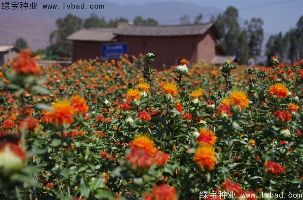 <a href='http://www.hn123.net.cn/yaocaizhongzi/2335.html' target='_blank'>紅花</a><a href='http://www.hn123.net.cn/' target='_blank'>種子</a>