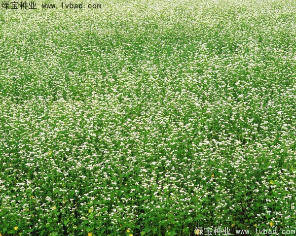 <a href='http://www.hn123.net.cn/yaocaizhongzi/2337.html' target='_blank'>苦蕎麥</a><a href='http://www.hn123.net.cn/' target='_blank'>種子</a>
