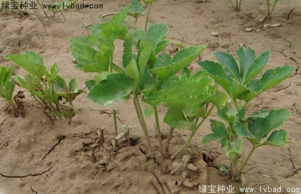 <a href='http://www.hn123.net.cn/yaocaizhongzi/2339.html' target='_blank'>白芷種子</a>