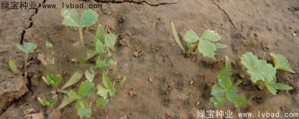 白芷<a href='http://www.hn123.net.cn/' target='_blank'>種子</a>