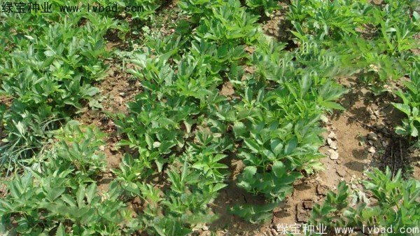 <a href='http://www.hn123.net.cn/yaocaizhongzi/2339.html' target='_blank'>白芷種子</a>
