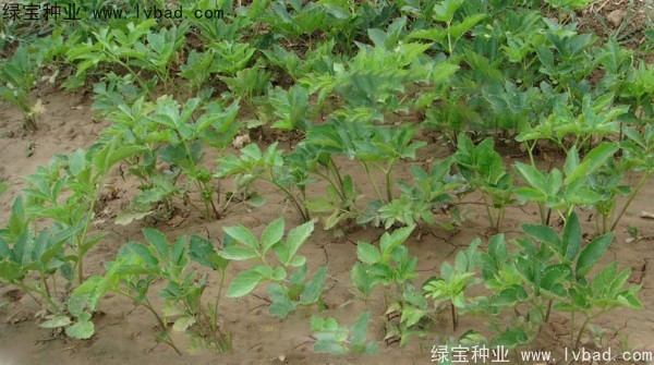 <a href='http://www.hn123.net.cn/yaocaizhongzi/2339.html' target='_blank'>白芷</a><a href='http://www.hn123.net.cn/' target='_blank'>種子</a>