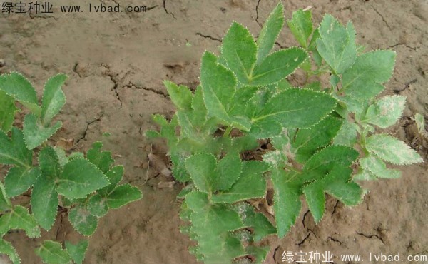 <a href='http://www.hn123.net.cn/yaocaizhongzi/2339.html' target='_blank'>白芷</a><a href='http://www.hn123.net.cn/' target='_blank'>種子</a>