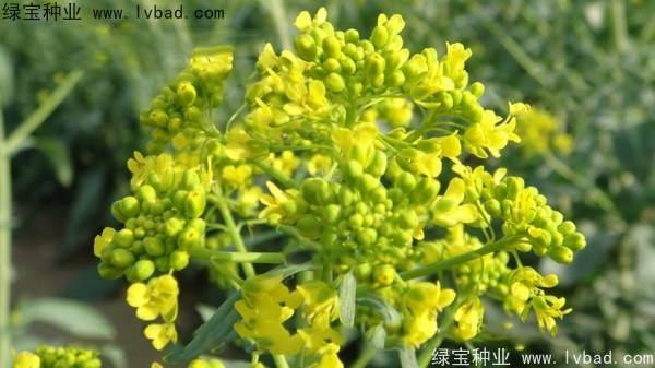 <a href='http://www.hn123.net.cn/yaocaizhongzi/2340.html' target='_blank'>板藍(lán)根種子</a>