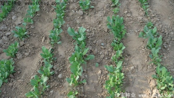 <a href='http://www.hn123.net.cn/yaocaizhongzi/2340.html' target='_blank'>板藍(lán)根種子</a>