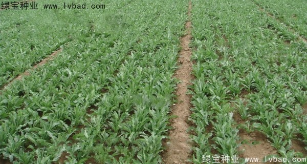 板藍(lán)根<a href='http://www.hn123.net.cn/' target='_blank'>種子</a>