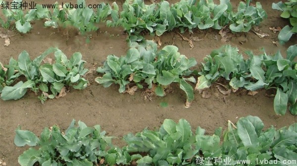 板藍(lán)根<a href='http://www.hn123.net.cn/' target='_blank'>種子</a>