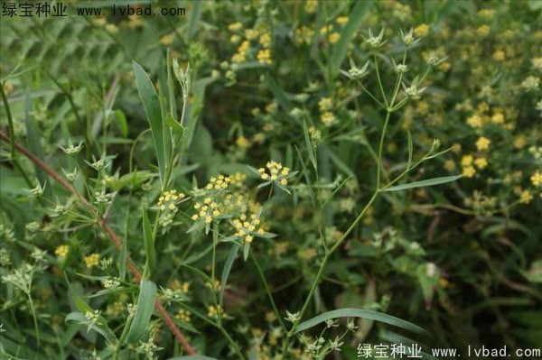 <a href='http://www.hn123.net.cn/yaocaizhongzi/2343.html' target='_blank'>柴胡種子</a>