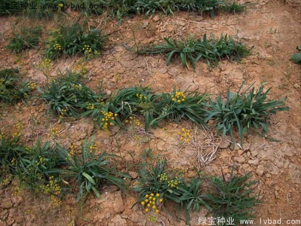 <a href='http://www.hn123.net.cn/yaocaizhongzi/2343.html' target='_blank'>柴胡種子</a>