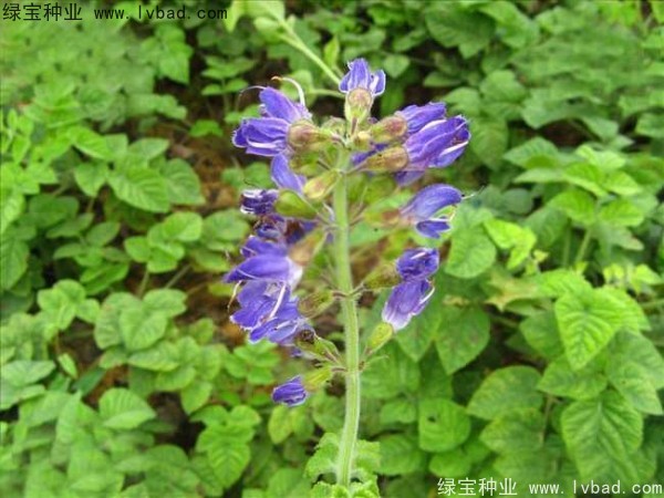 <a href='http://www.hn123.net.cn/yaocaizhongzi/2345.html' target='_blank'>丹參種子</a>
