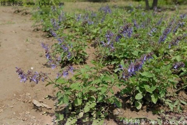 <a href='http://www.hn123.net.cn/yaocaizhongzi/2345.html' target='_blank'>丹參種子</a>