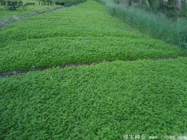 <a href='http://www.hn123.net.cn/yaocaizhongzi/2346.html' target='_blank'>當(dāng)歸種子</a>