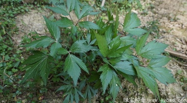 <a href='http://www.hn123.net.cn/yaocaizhongzi/2346.html' target='_blank'>當(dāng)歸種子</a>