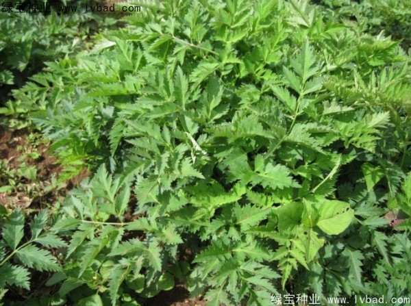 當(dāng)歸<a href='http://www.hn123.net.cn/' target='_blank'>種子</a>