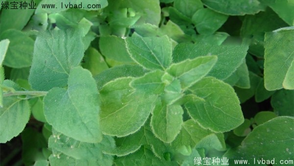 <a href='http://www.hn123.net.cn/yaocaizhongzi/2347.html' target='_blank'>黨參種子</a>