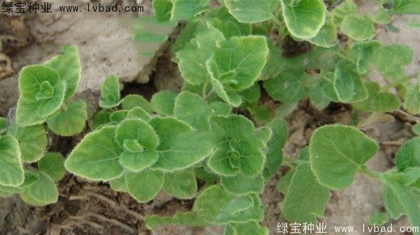 <a href='http://www.hn123.net.cn/yaocaizhongzi/2347.html' target='_blank'>黨參種子</a>