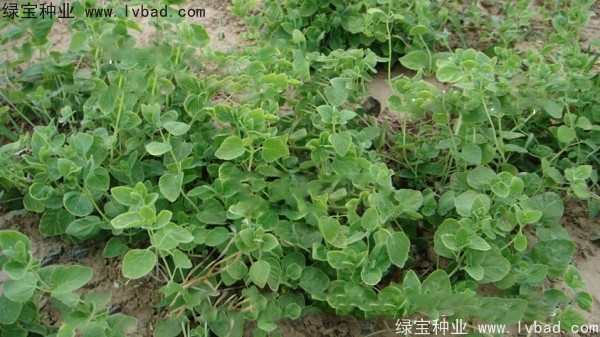 <a href='http://www.hn123.net.cn/yaocaizhongzi/2347.html' target='_blank'>黨參種子</a>