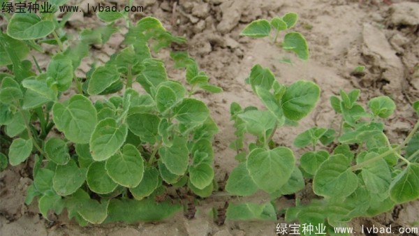 黨參<a href='http://www.hn123.net.cn/' target='_blank'>種子</a>