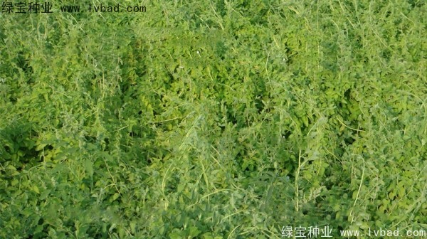 黨參<a href='http://www.hn123.net.cn/' target='_blank'>種子</a>