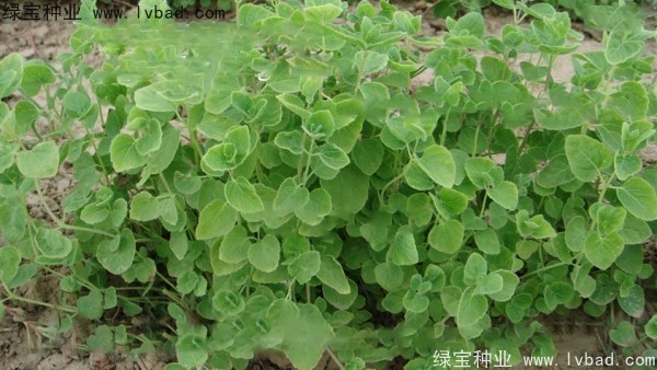 <a href='http://www.hn123.net.cn/yaocaizhongzi/2347.html' target='_blank'>黨參種子</a>