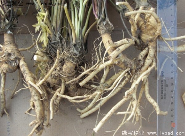 <a href='http://www.hn123.net.cn/yaocaizhongzi/2349.html' target='_blank'>防風(fēng)種子</a>