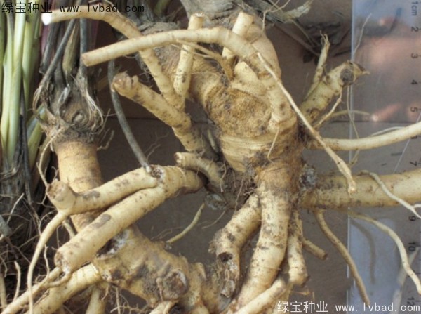防風(fēng)<a href='http://www.hn123.net.cn/' target='_blank'>種子</a>