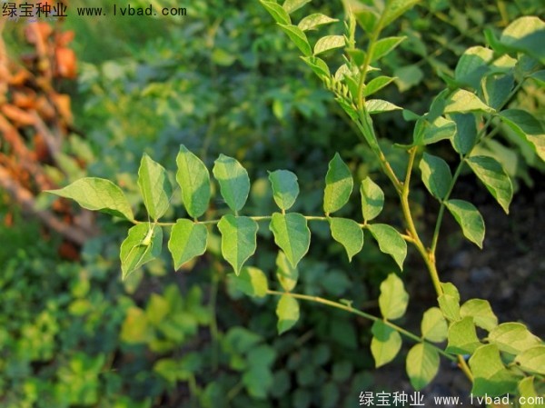 <a href='http://www.hn123.net.cn/yaocaizhongzi/2350.html' target='_blank'>甘草種子</a>