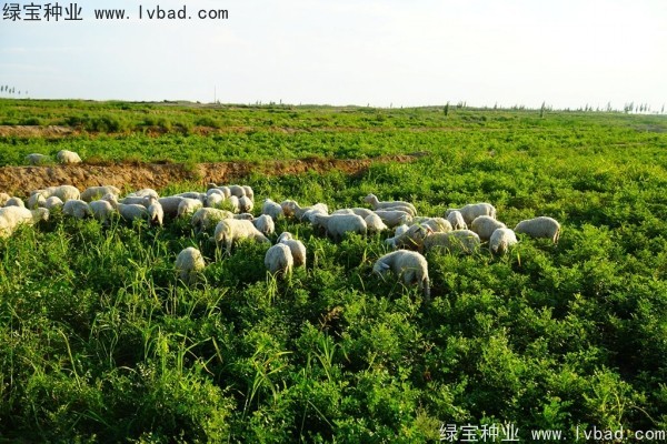 <a href='http://www.hn123.net.cn/yaocaizhongzi/2350.html' target='_blank'>甘草種子</a>