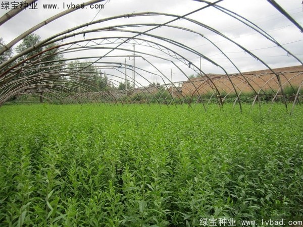 <a href='http://www.hn123.net.cn/yaocaizhongzi/2351.html' target='_blank'>枸杞種子</a>
