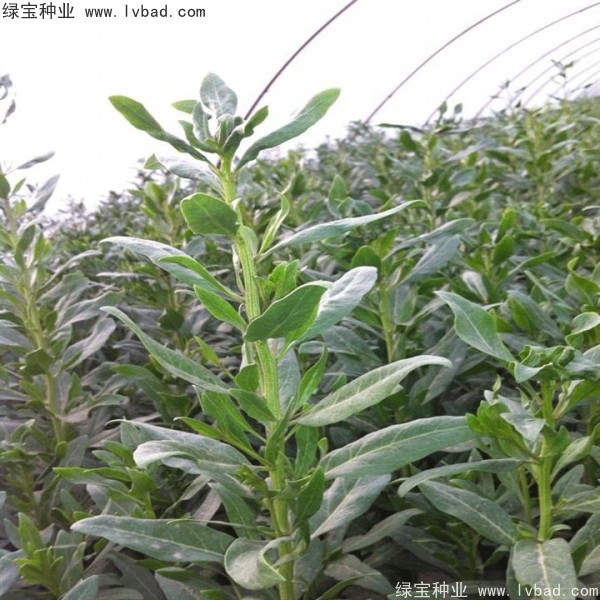 枸杞<a href='http://www.hn123.net.cn/' target='_blank'>種子</a>
