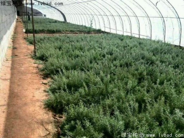 <a href='http://www.hn123.net.cn/yaocaizhongzi/2351.html' target='_blank'>枸杞種子</a>