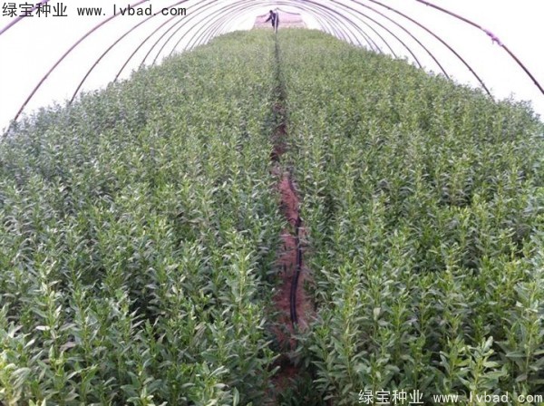 <a href='http://www.hn123.net.cn/yaocaizhongzi/2351.html' target='_blank'>枸杞</a><a href='http://www.hn123.net.cn/' target='_blank'>種子</a>