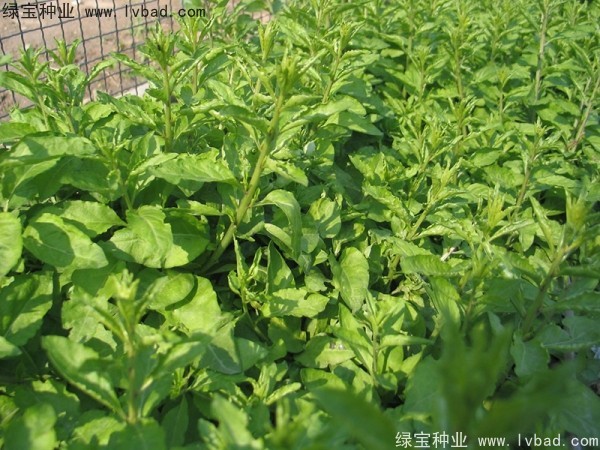 枸杞<a href='http://www.hn123.net.cn/' target='_blank'>種子</a>