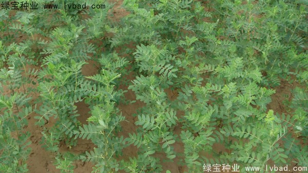 <a href='http://www.hn123.net.cn/yaocaizhongzi/2353.html' target='_blank'>黃芪種子</a>