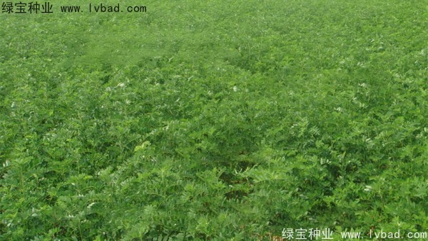 <a href='http://www.hn123.net.cn/yaocaizhongzi/2353.html' target='_blank'>黃芪種子</a>
