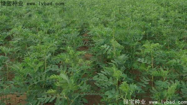 <a href='http://www.hn123.net.cn/yaocaizhongzi/2353.html' target='_blank'>黃芪種子</a>