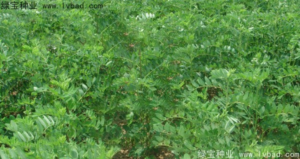 黃芪<a href='http://www.hn123.net.cn/' target='_blank'>種子</a>