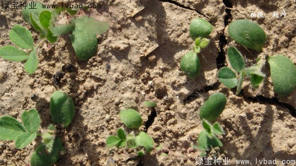 黃芪<a href='http://www.hn123.net.cn/' target='_blank'>種子</a>