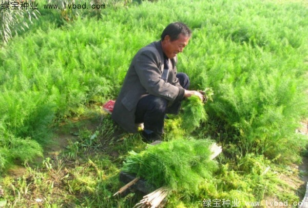 <a href='http://www.hn123.net.cn/yaocaizhongzi/2354.html' target='_blank'>茴香種子</a>