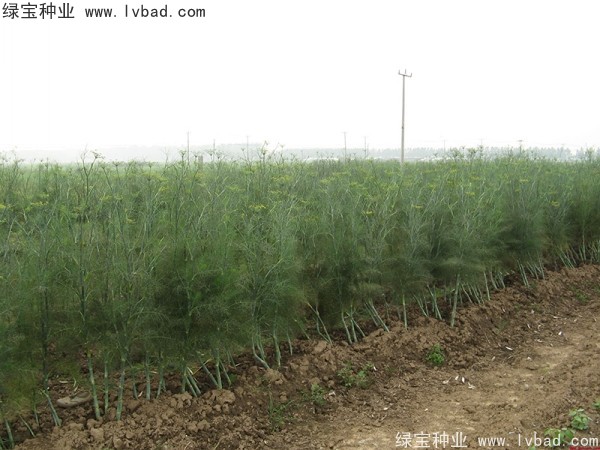 <a href='http://www.hn123.net.cn/yaocaizhongzi/2354.html' target='_blank'>茴香種子</a>