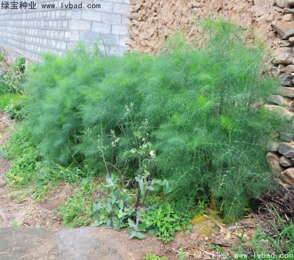 <a href='http://www.hn123.net.cn/yaocaizhongzi/2354.html' target='_blank'>茴香種子</a>