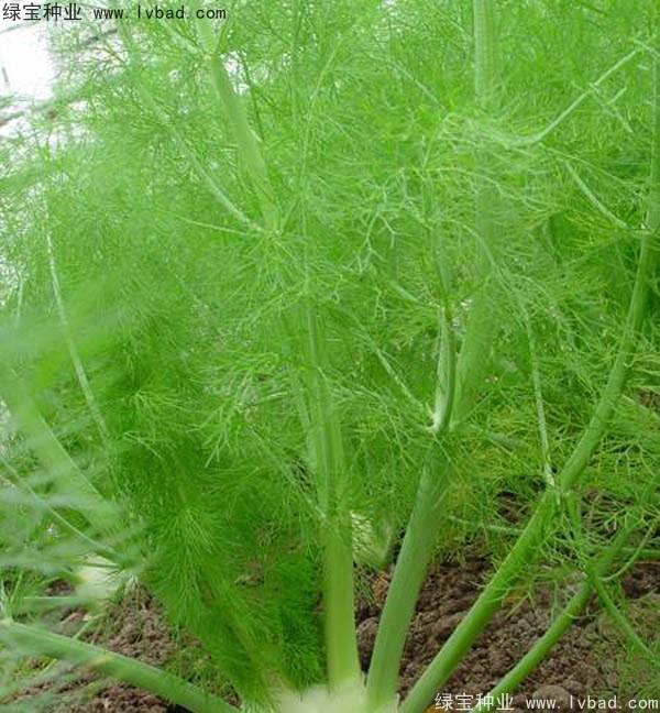 茴香<a href='http://www.hn123.net.cn/' target='_blank'>種子</a>