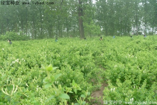 <a href='http://www.hn123.net.cn/yaocaizhongzi/2356.html' target='_blank'>金銀花</a><a href='http://www.hn123.net.cn/' target='_blank'>種子</a>