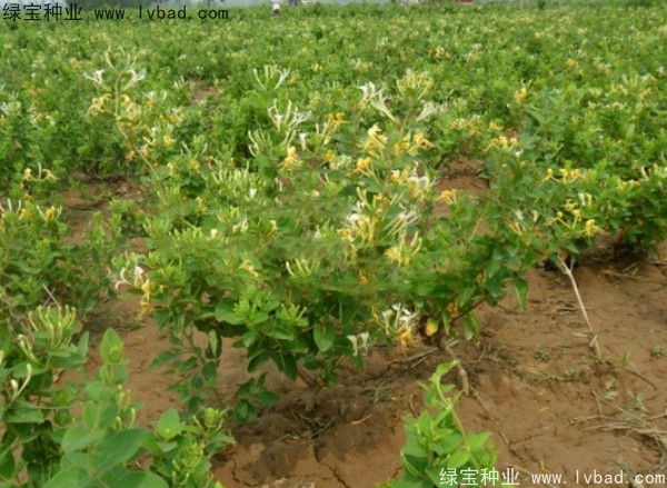 <a href='http://www.hn123.net.cn/yaocaizhongzi/2356.html' target='_blank'>金銀花種子</a>