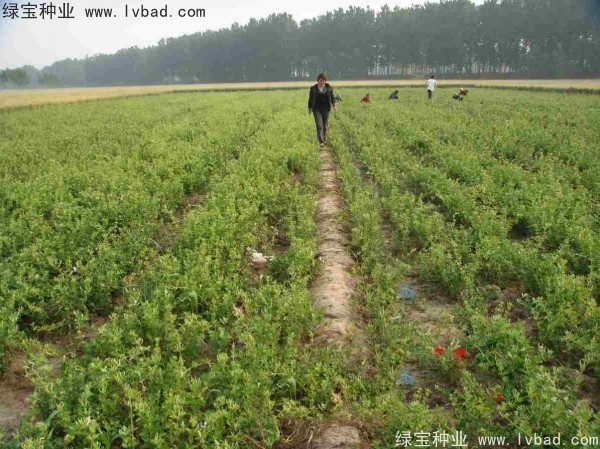 金銀花<a href='http://www.hn123.net.cn/' target='_blank'>種子</a>