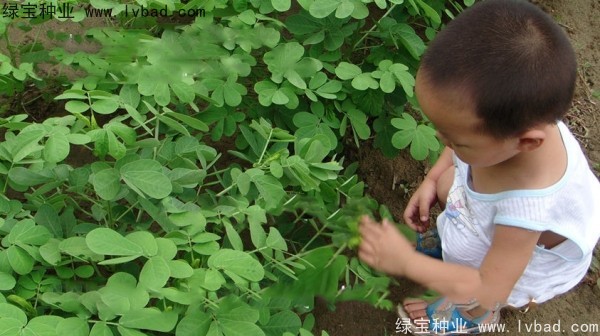 <a href='http://www.hn123.net.cn/yaocaizhongzi/2357.html' target='_blank'>決明子種子</a>