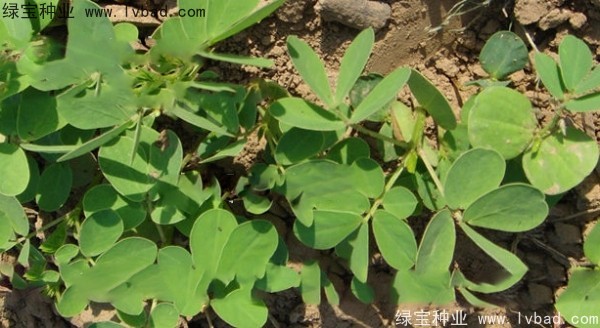 <a href='http://www.hn123.net.cn/yaocaizhongzi/2357.html' target='_blank'>決明子種子</a>