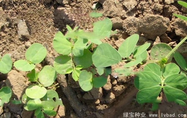 決明子<a href='http://www.hn123.net.cn/' target='_blank'>種子</a>