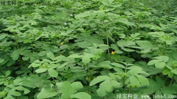 <a href='http://www.hn123.net.cn/yaocaizhongzi/2357.html' target='_blank'>決明子種子</a>